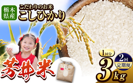 [先行予約][定期便2回]ふるなび限定 那珂川町産芳井米(こしひかり) 約3kg | お米 精米 美味しい 白米 とちぎ 玄米 共通返礼品 送料無料 那珂川町 栃木県