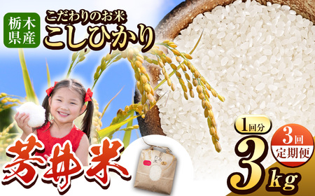 yӂȂьzys\zy3z ߉ϐ쒬YFāiЂj 3kg |     Ƃ  ʕԗi  ߉ϐ쒬 Ȗ،