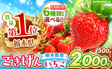 [栃木県共通返礼品][先行予約]訳ありいちご サイズランダム 1kg以上 