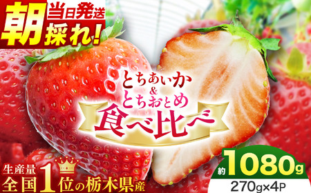 とちあいか&とちおとめ食べ比べ 約270g×4P