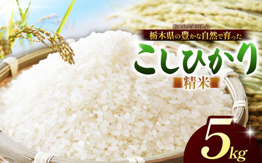 [栃木県共通返礼品][令和8年度産]お米 米 コシヒカリ 5kg | 栃木県 那珂川町 送料無料