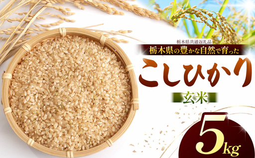 [栃木県共通返礼品][令和8年度産]コシヒカリ 5kg お米 米 | 栃木県 那珂川町 送料無料