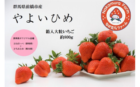 【2026年 先行予約】いちご 箱入り大粒いちご 『やよいひめ』 約800g【群馬県いちご品評会入賞！】