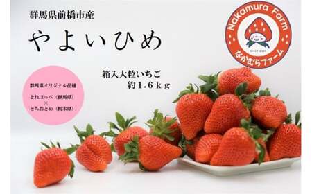 【2026年 先行予約】いちご 箱入り大粒いちご 『やよいひめ』約1.6㎏【群馬県いちご品評会入賞！】