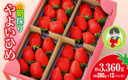 y2026N s\z悢Ђ 280g×12pbN 3.4kg b     