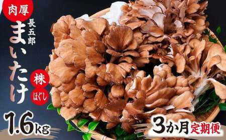 [3ヶ月定期便]長五郎 まいたけ 株500g×2 ほぐし300g×2 計4.8kg | きのこ きのこ きのこ きのこ きのこ