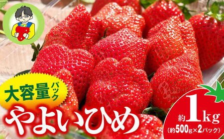 [2026年 先行予約]やよいひめ 大容量パック 500g × 2パック 1kg | いちご いちご いちご いちご いちご