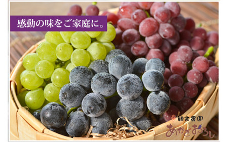 [先行予約 数量限定]旬採りぶどう詰め合わせ(大)5~6房|ぶどう ぶどう ぶどう ぶどう ぶどう