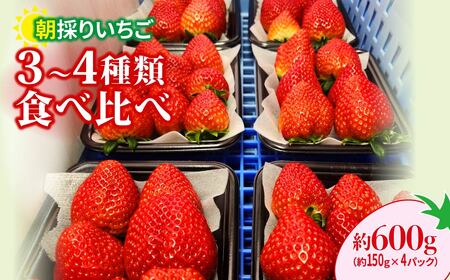 3〜4種類食べ比べ 150g×4 いちご 群馬県 前橋市