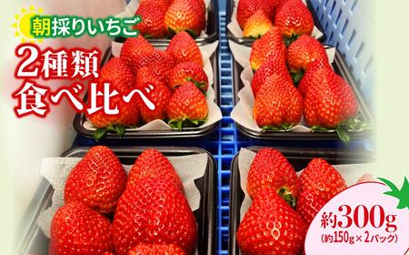 いちご2種類食べ比べ 150g×2 いちご 群馬県 前橋市