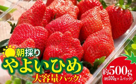 いちご やよいひめ 500g × 1パック いちご 群馬県 前橋市