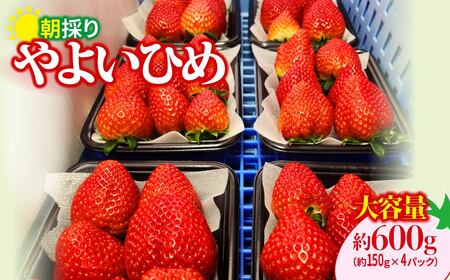 いちご やよいひめ 150gパック×4パック 計600g 2026年全国いちご選手権入賞 いちご 群馬県 前橋市