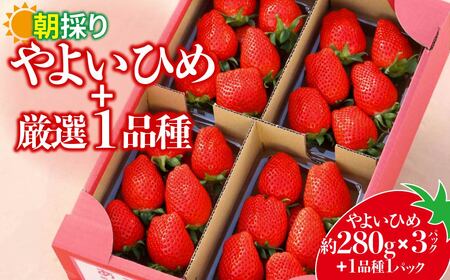 やよいひめ280g×3パック+厳選1品種 合計4パック いちご 群馬県 前橋市