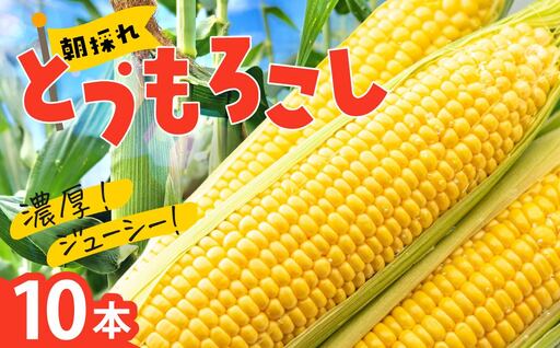 トウモロコシ 10本 | とうもろこし
