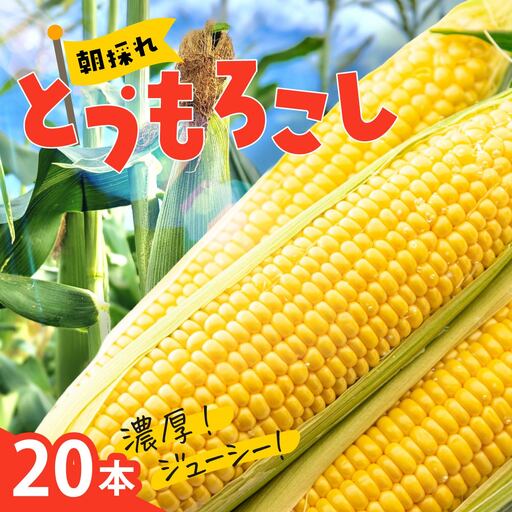 トウモロコシ 20本 朝採れトウモロコシ