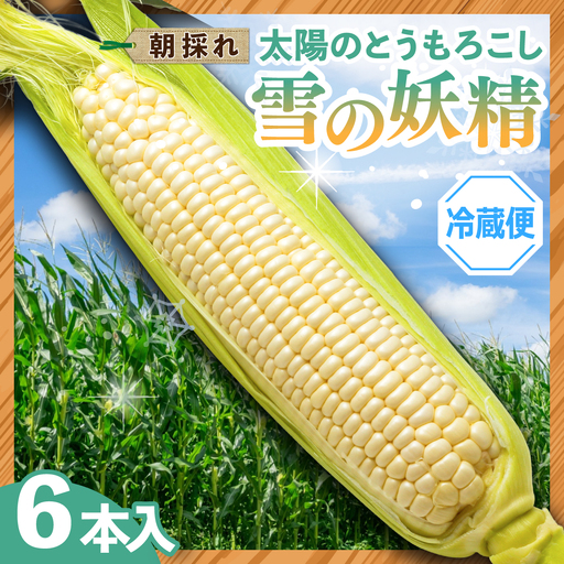 太陽のとうもろこし [雪の妖精] 6本セット | とうもろこし
