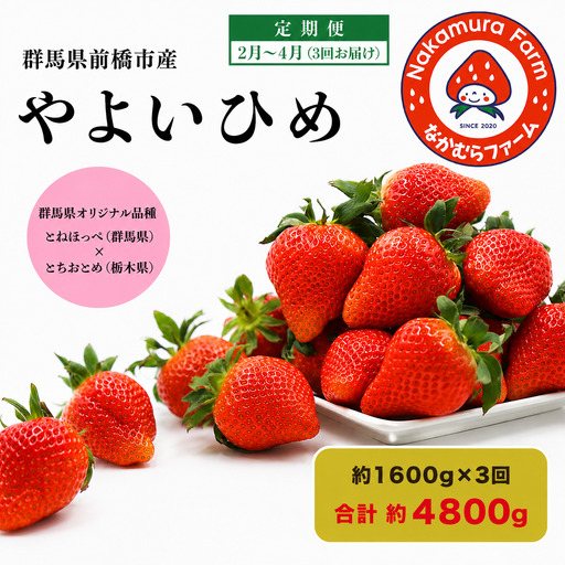 いちご【定期便／３ヵ月連続お届け】『やよいひめ』 約1,600g×3回