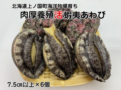 北海道産 海洋牧場育ち養殖活蝦夷あわび(7.5cm以上×6個)