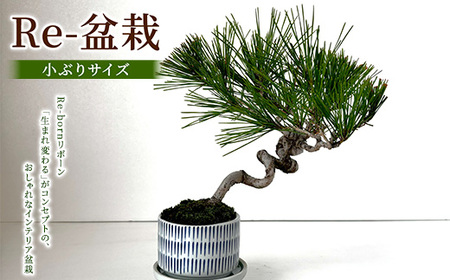Re-盆栽[小ぶりサイズ]