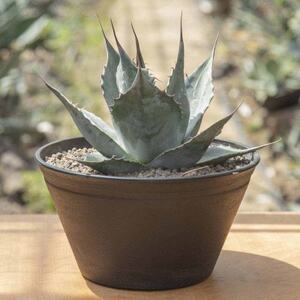 [注目度 急上昇中!]アガベ パラサナ 9号鉢_花・観葉植物 観葉植物・苗木 _