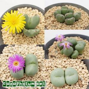 多肉植物6種類コノフィツムセット[配送不可地域:離島]