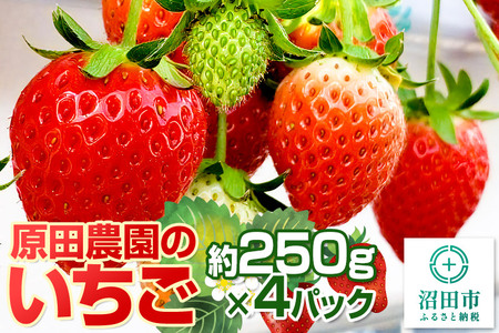 �s2026�N1����{�`4����{�����t�ʎ��̗� ���c�_�� ������ ��250g×4�p�b�N