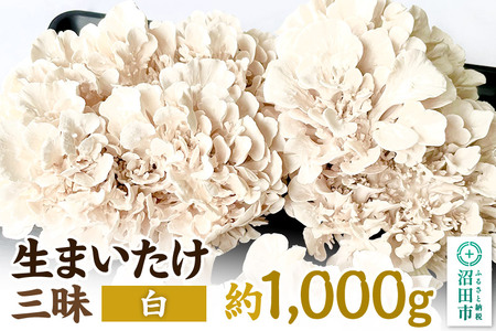 ܂Oij1000g ݕ