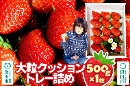 s2026N1{`2{t嗱NbVg[l߁u悢Ђ߁v500g×1 R  C`S 