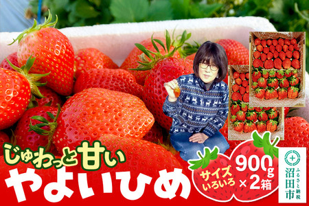 s2026N1{`2{tƊÂITCY낢u悢Ђ߁v1800gi900g×2^jR  C`S 