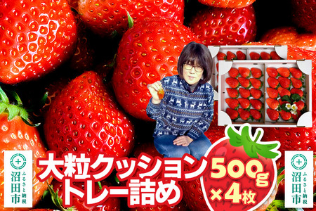 s2026N1{`2{t嗱NbVg[l߁u悢Ђ߁v500g×4i2jR  C`S 