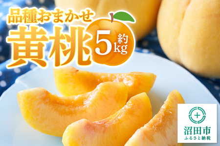 《8月下旬～9月上旬にお届け》 品種おまかせ黄桃 約5kg フルーツ王国松井