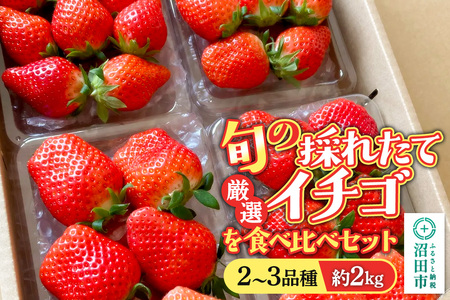 �s2026�N1����{�`2����{�����t�{�̍̂ꂽ�Č��I�C�`�S��H�ה�ׁI�s2�`3�i��t��2kg �l�ߍ��킹�Z�b�g�i�T�C�Y�E�i�킨�܂����j