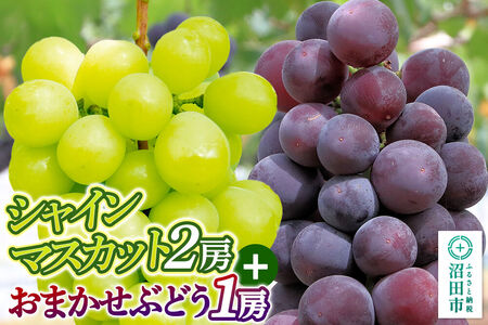 [9月中旬から10月末に発送] シャインマスカット 2房 と おまかせぶどう 1房 セット (計約1.3kg〜2kg) 詰め合わせ 永井農園 [葡萄 ぶどう ブドウ シャインマスカット 巨峰 ピオーネ 黄玉 おししい 家庭用 贈答用]