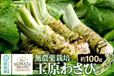 ぬまたブランド農産物 玉原わさび 生ワサビ 約100g