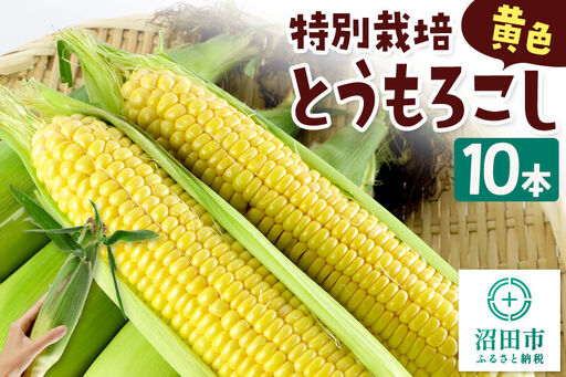 沼田市産 特別栽培のとうもろこし 10本 黄色 ゴールドラッシュ