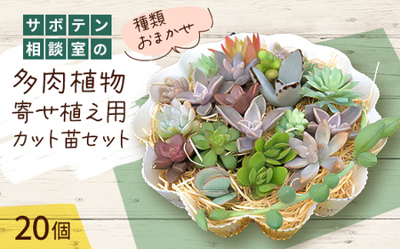 サボテン相談室の多肉植物寄せ植え用カット苗セット(20個)_花・観葉植物 観葉植物・苗木 _