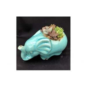 サボテン相談室のゾウさん多肉植物寄せ植え(種類おまかせ)_花・観葉植物 観葉植物・苗木 _