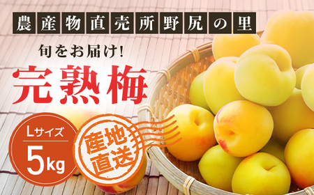 [2026年発送分先行予約]旬をお届け!完熟梅[Lサイズ5kg]