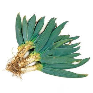 �H�ׂĂݓa�l�l�M3.5kg�`4kg_��� �˂�  �l�M �K_�y1059540�z