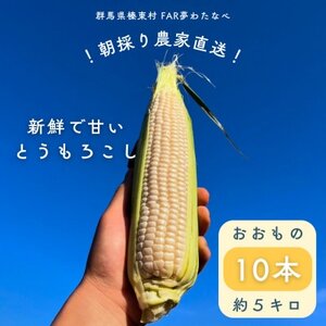 [先行予約]糖度18度前後 朝採りトウモロコシ しろいおおもの 約5kg(10本)_野菜 とうもろこし トウモロコシ_[配送不可地域:離島]