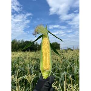 トウモロコシ ゴールドラッシュ 10本