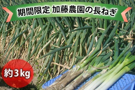 産地直送！加藤農園の長ねぎ 約3kg【12月下旬より順次発送】｜数量限定 期間限定 長ネギ 葱 白ねぎ 白ネギ 野菜 国産 甘楽町産 群馬県産 [0259]