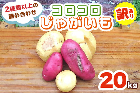 [󂠂] RRႪ 20kg (2ވȏ̋lߍ킹) 9{菇bႪ WKC |eg n鏒 Ƃ m[Ur[ bh[ [NC Yn _ƒ