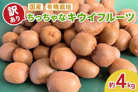 [訳あり] ちっちゃなキウイフルーツ (約4kg) 有機栽培 [黒澤農園]|数量限定 期間限定 キウイ ヘイワード 果物 果実 フルーツ 農家直送 産地直送 有機栽培 国産 甘楽町産 群馬県産 訳あり品 [0306]