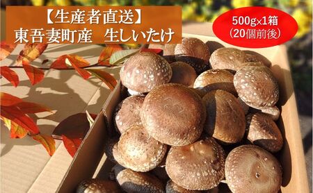 生椎茸 約500g ×1箱 (20個前後) 野菜 きのこ しいたけ 椎茸 群馬県 キノコ 群馬県産 東吾妻町産 国産