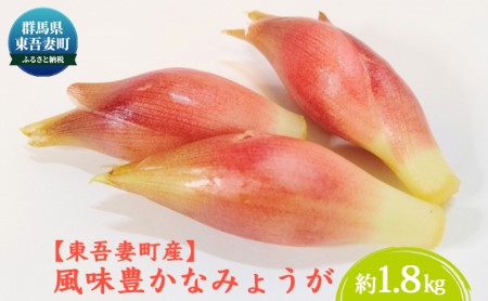 [東吾妻町産]風味豊かな みょうが 約1.8kg 野菜 ミョウガ 陣田早生 露地栽培 香り 薬味 お漬物