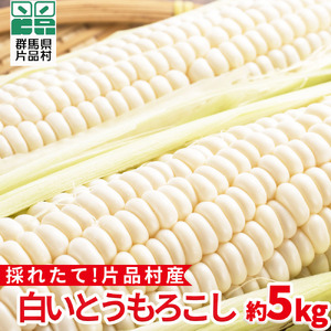 片品村産 白いとうもろこし (ホイップコーン) 約5kg