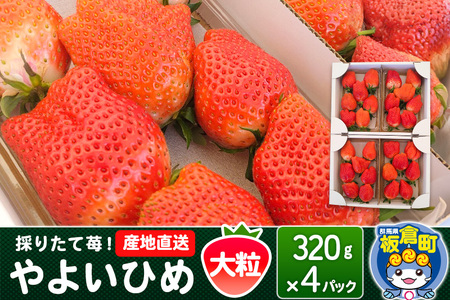 いちご(やよいひめ)大粒 4パック 採りたて苺!産地直送 イチゴ ストロベリー 生