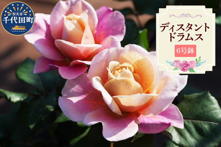 [群馬県千代田]ディスタントドラムス [バラ] 鉢植え 6号鉢 鈴木ガーデン