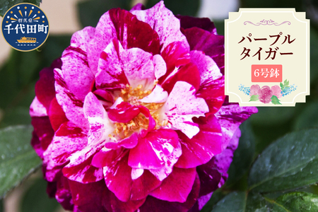 [群馬県千代田]パープルタイガー [バラ] 鉢植え 6号鉢 鈴木ガーデン